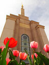 albuquerque-new-mexico-temple-13839.jpg