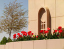 albuquerque-new-mexico-temple-13852.jpg