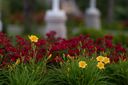 albuquerque-new-mexico-temple-50252.jpg