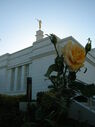 ciudad-juarez-mexico-temple-1697.jpg